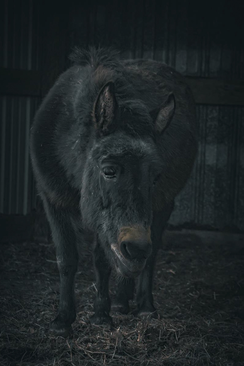 portrait of a donkey