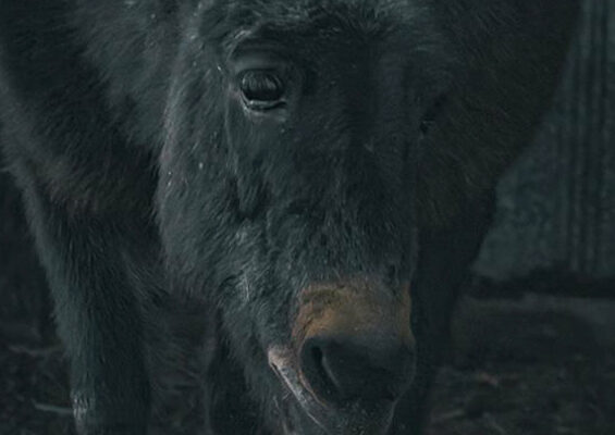 portrait of a donkey thumbnail