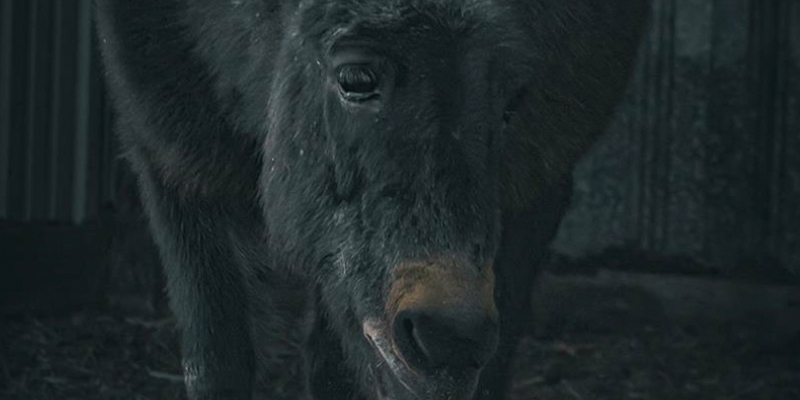 portrait of a donkey thumbnail